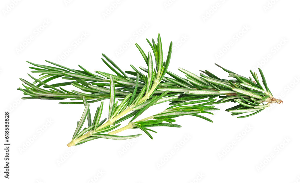 rosemary transparent png