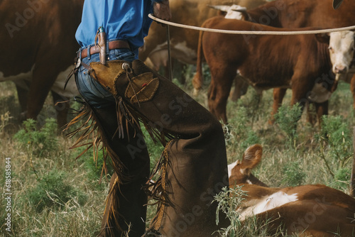 Western cowboy on Texas ranch with Hereford cattle during branding season. photo