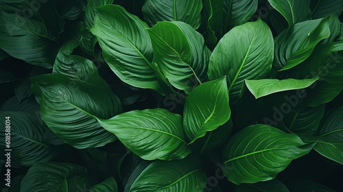 Close-up Serenity, Dark Tone Background of Spathiphyllum Cannifolium Leaves in the Garden, Embodying the Essence of Tropical Nature, generative ai.