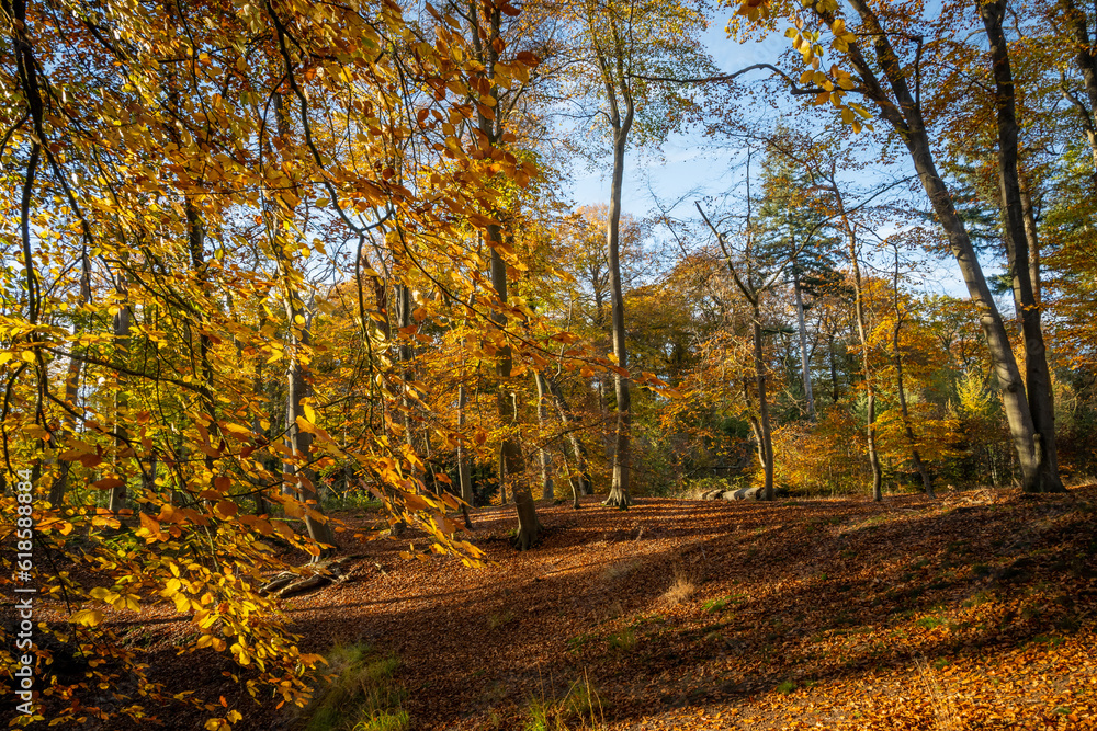 Fototapeta premium A beautiful woodland area in the Netherlands shows seasonal change in Autumn leaves on trees. cycle of change throughout the year. stunning nature during fall makes pleasant scenery for walking