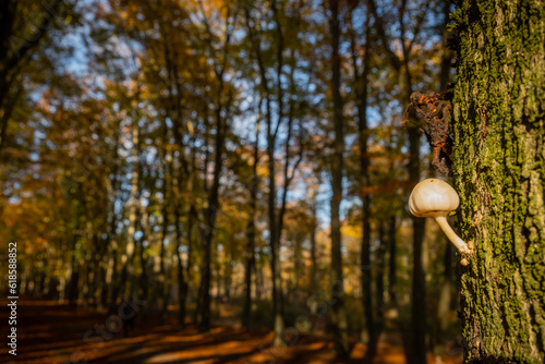 Fungi mushrooms on trees in woodland area in Holland shows seasonal change in Autumn leaves. cycle of change throughout the year. stunning nature during fall makes pleasant scenery for walking  photo