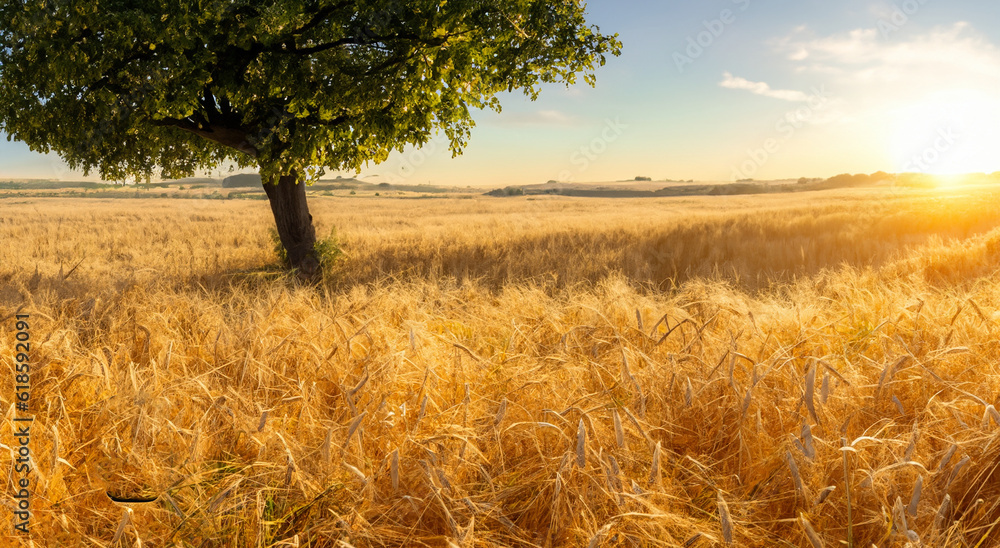 majestic yellow wheat field with a tree in the background at sunset in high resolution and sharpness