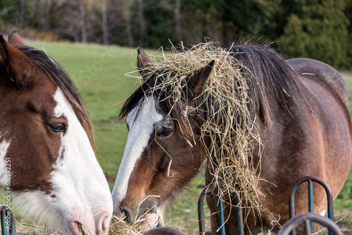 portrait of a horse with  hay on its head (ID: 618592251)