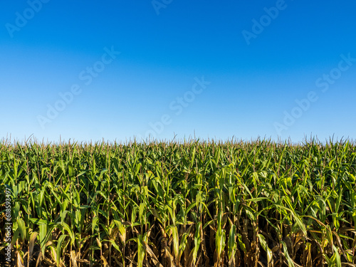 cornfield with bright blue sky