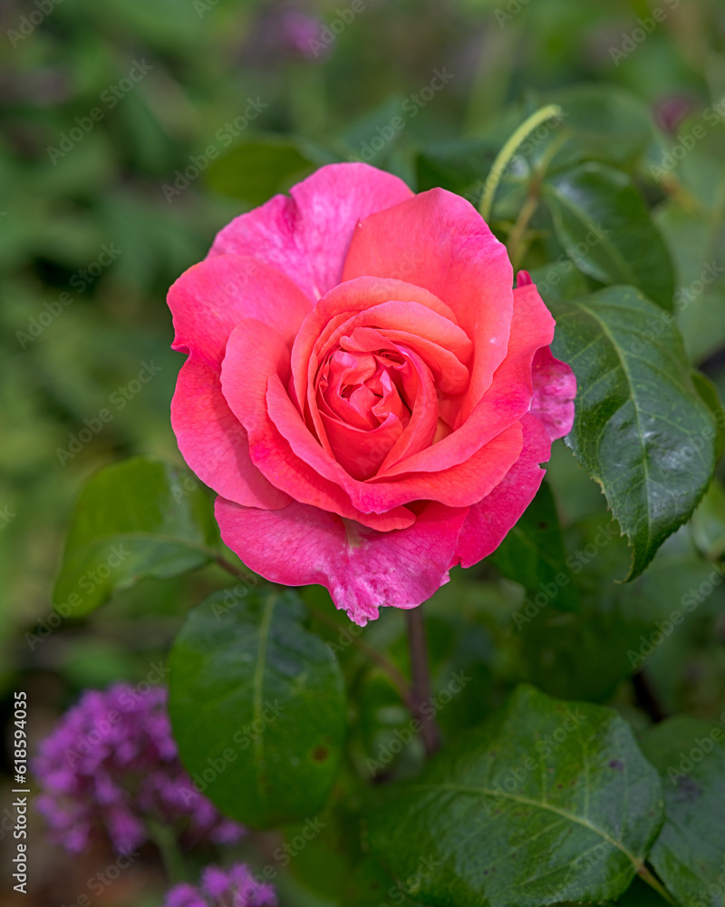 pink rose in garden pink rose in garden