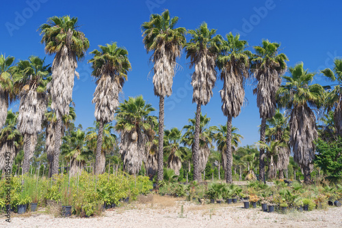 Tall palm trees shown at a nursery in Southern California.
