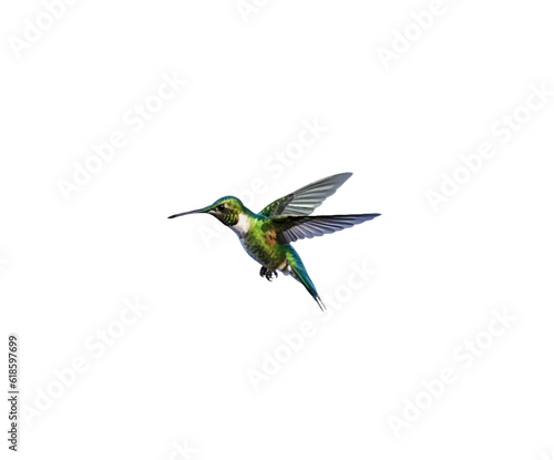 Cartoon bird hummingbird on a white background. Vector illustration