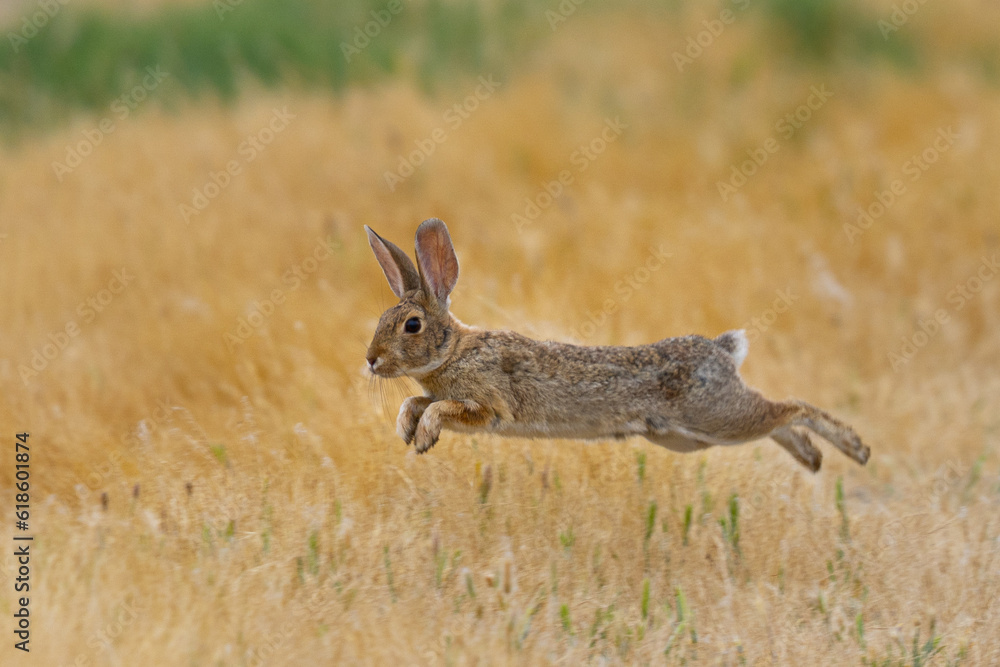 Ταπετσαρία Endangered riparian brush rabbit jumping, , seen in the wild in North California