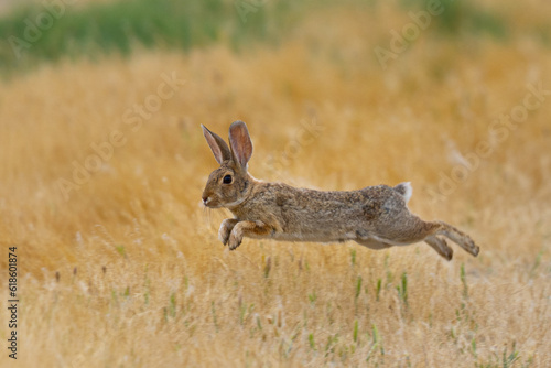 Endangered riparian brush rabbit jumping, , seen in the wild in North California