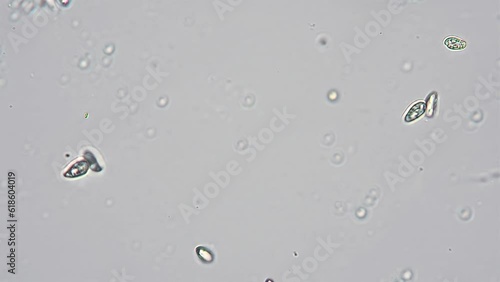 Chaotic movement of protozoa in fresh water. Optical microscope with objective 10x