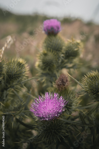 Purple wildflowers in the countryside