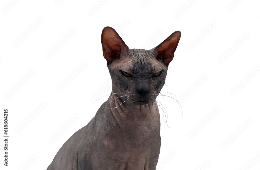 Not a happy angry cat of the Sphinx breed