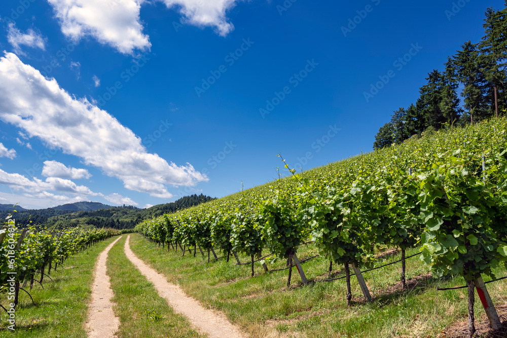 Naklejka premium Curved path in vineyard landscape against blue sky on a sunny summer day