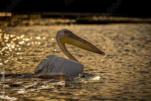 pelican at sunrise