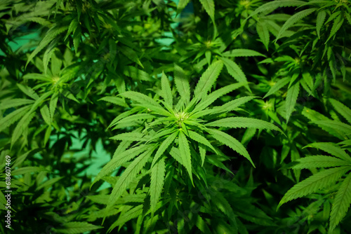 Cannabis leaf  marijuana plant closeup in foreground  cannabis  plantation  therapeutic  medicinal                 