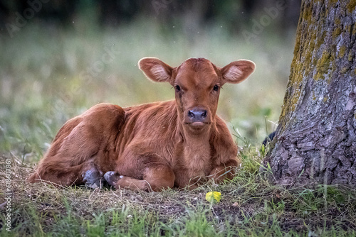 calf in the meadow