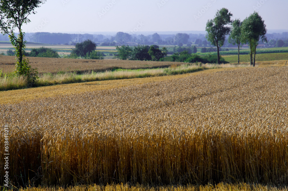 Landscape in the summer in Germany with wheat (Triticum) Landscape in the summer in Germany with wheat (Triticum)