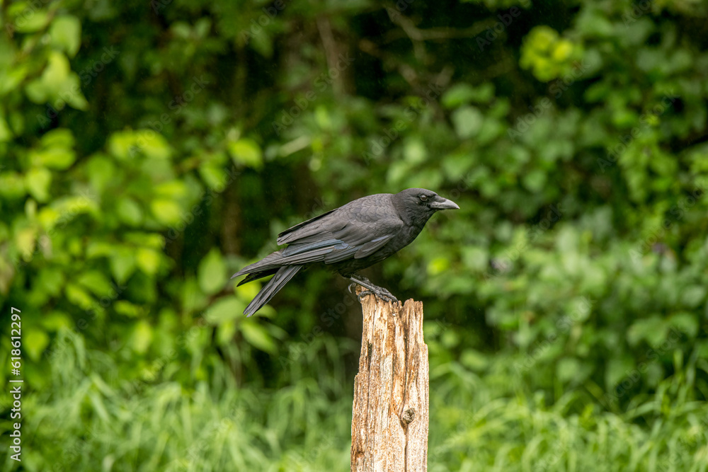 Obraz premium Common Crow perching on a Summer day