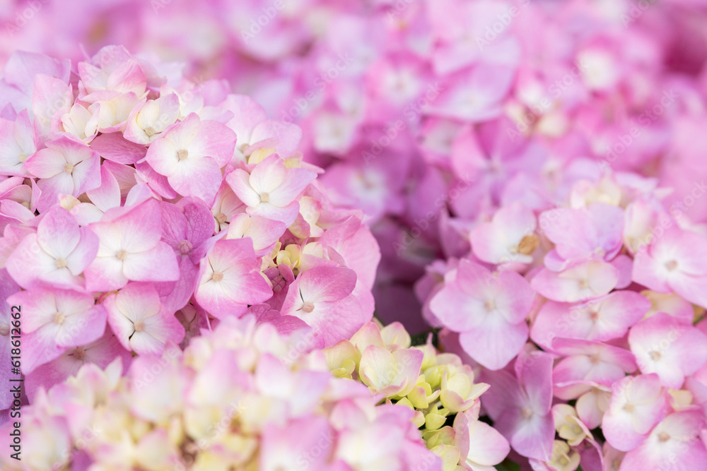 Obraz premium close up of pink flowers