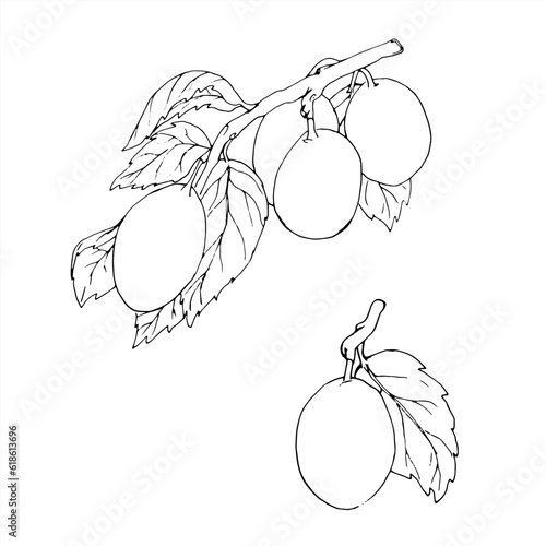 Graphic plum tree branches with leaves. Hand drawn graphic plum and leaves isolated on white background. Vector
