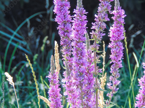 Purple loosestrife in the summer. Lythrum salicaria photo