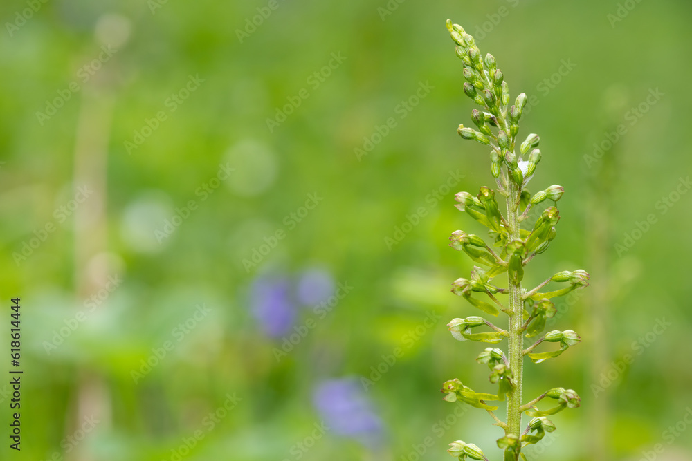 Close up of a common twayblade (neottia ovata) orchid Close up of a common twayblade (neottia ovata) orchid