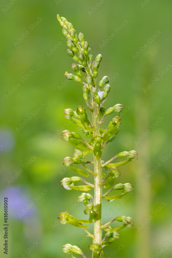 Close up of a common twayblade (neottia ovata) orchid