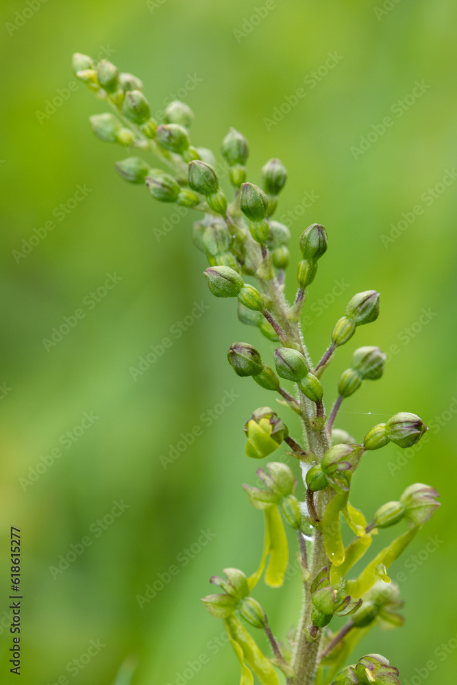 Close up of a common twayblade (neottia ovata) orchid Close up of a common twayblade (neottia ovata) orchid