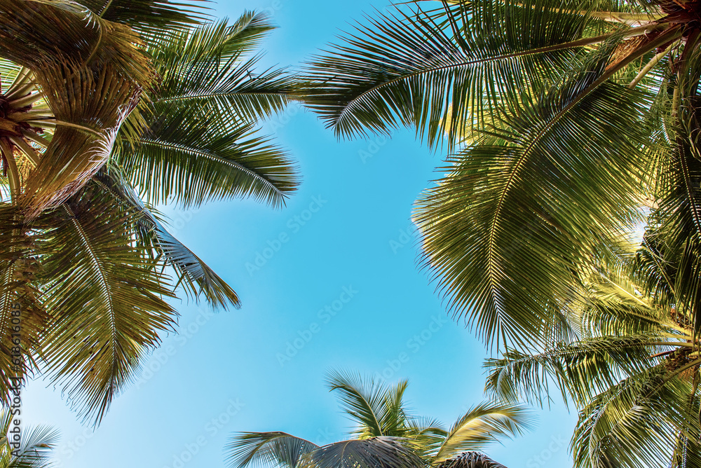 Fototapeta premium Tropical Background with palm