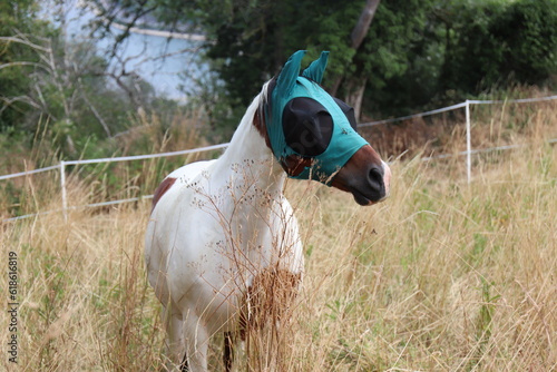 Pferd mit Fliegenmaske. 