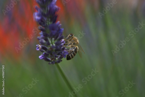  Apis mellifera carnica bee collecting nectar and pollen on Lavandula angustifolia lavander bloom, flowering plants , photo