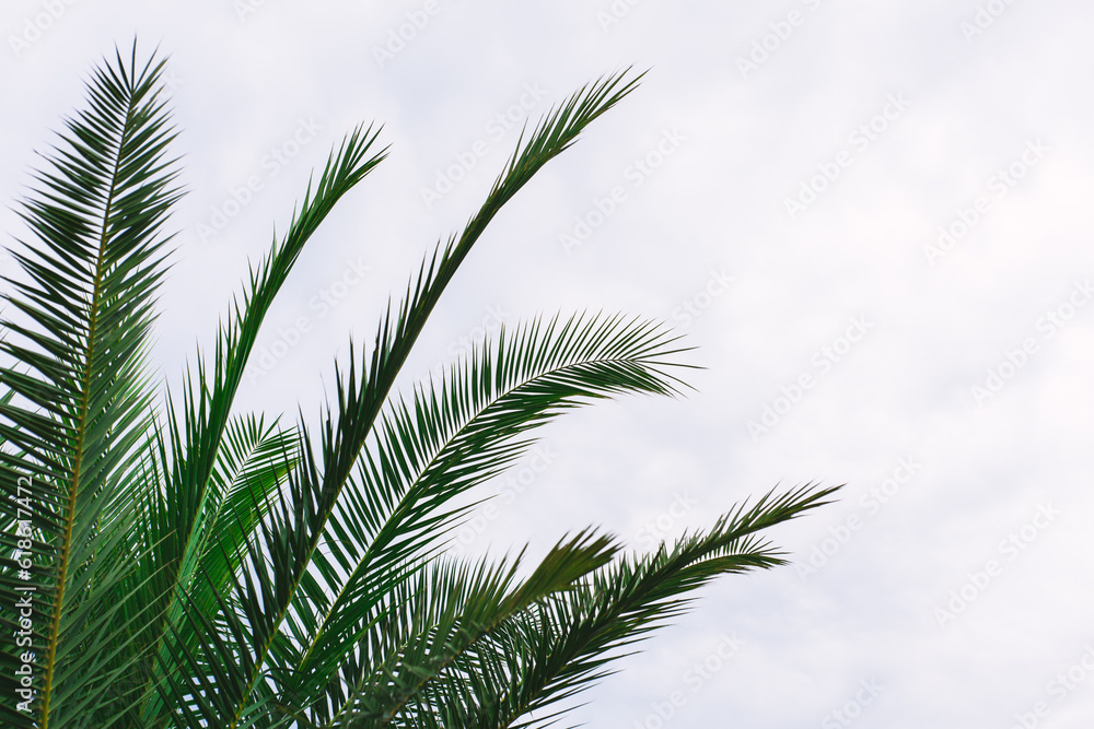 green palm leaves pattern, leaf closeup isolated against blue sky with clouds. coconut palm tree brances at tropical coast, summer beach background. travel, tourism or vacation concept, lifestyle green palm leaves pattern, leaf closeup isolated against blue sky with clouds. coconut palm tree brances at tropical coast, summer beach background. travel, tourism or vacation concept, lifestyle