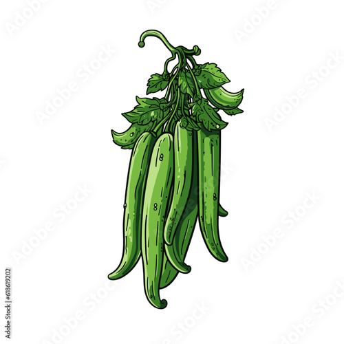 Okra hand-drawn illustration. Okra. Vector doodle style cartoon illustration