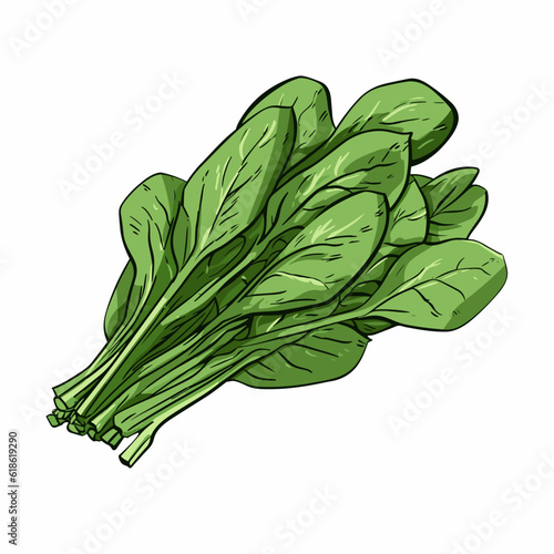 Spinach hand-drawn illustration. Spinach. Vector doodle style cartoon illustration