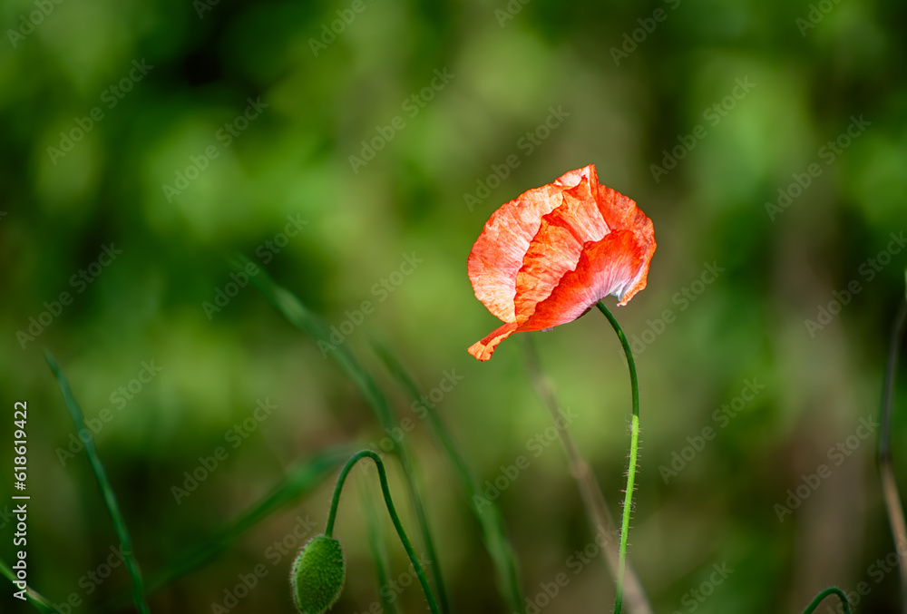 Red spring poppy Red spring poppy