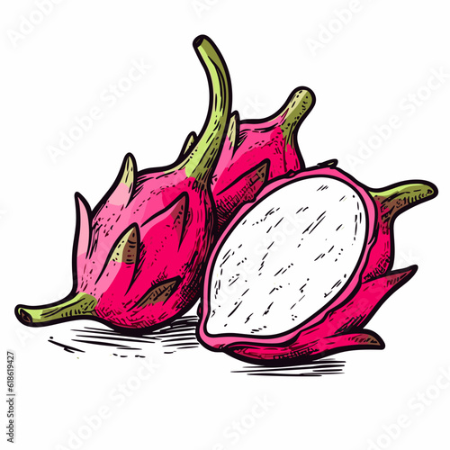Dragon fruit hand-drawn illustration. Dragon fruit. Vector doodle style cartoon illustration