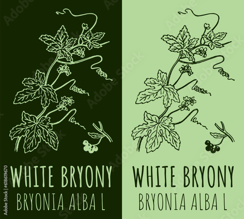 Vector drawings WHITE BRYONY . Hand drawn illustration. Latin name BRYONIA ALBA L.
