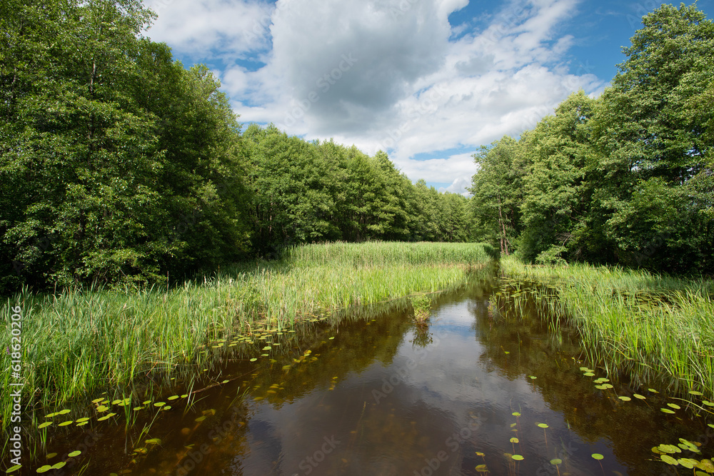Fototapeta premium Lakeside on a sunny summer day