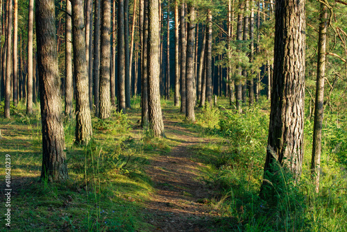 Pine forest © v_blinov