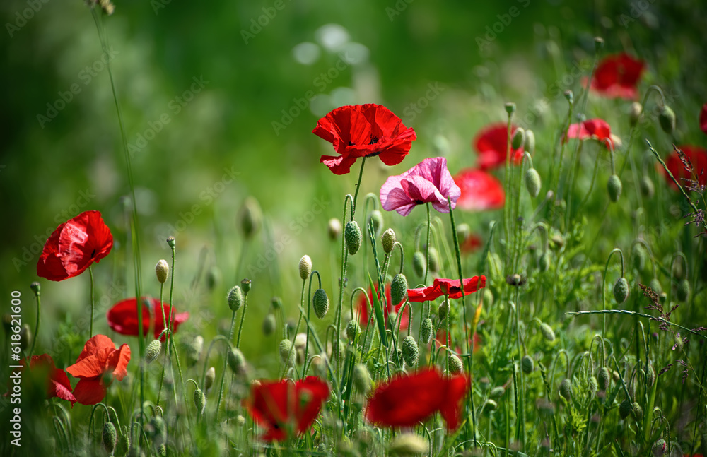 Fototapeta premium Red spring poppy