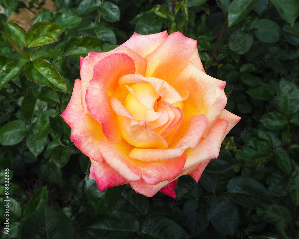 rose garden. close yellow with pink big rose bud against the background of green leaves on a summer day. fragrant flowers. poster calendar. view from above. background with flowers rose garden. close yellow with pink big rose bud against the background of green leaves on a summer day. fragrant flowers. poster calendar. view from above. background with flowers