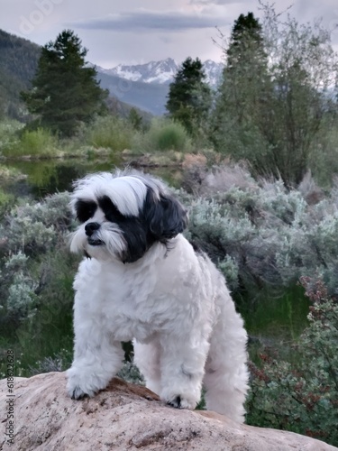 Fluffy dog exploring the wilderness