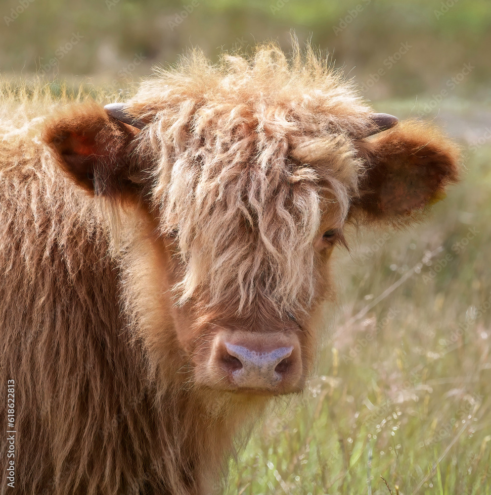 An adorable domestic Highland Cow calf in a grassy meadow.