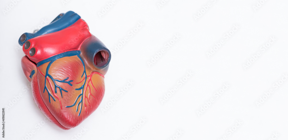 Closeup of plastic model of human heart, copy space, medicine, banner, 3d Closeup of plastic model of human heart, copy space, medicine, banner, 3d