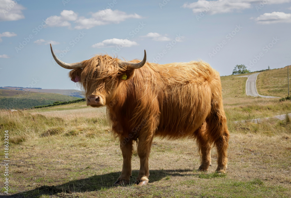 The Highland Cow or Heelan Coo is the oldest registered breed of cattle in the world, known as the gentle giants of Scotland.
