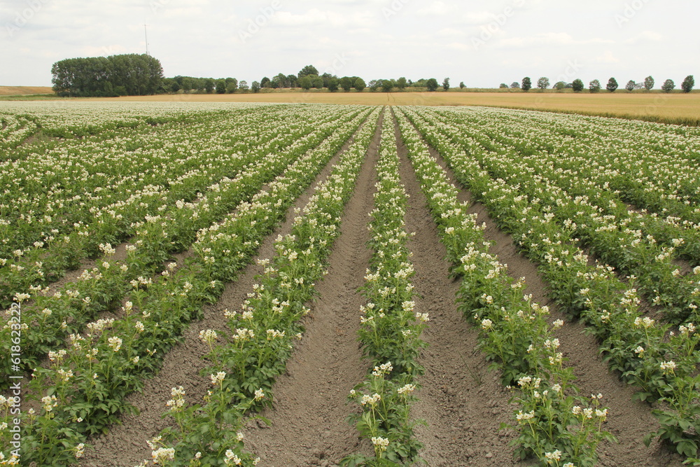 a beautiful potato field in the dutch countryside in zeeland in summer with white blooming plants
