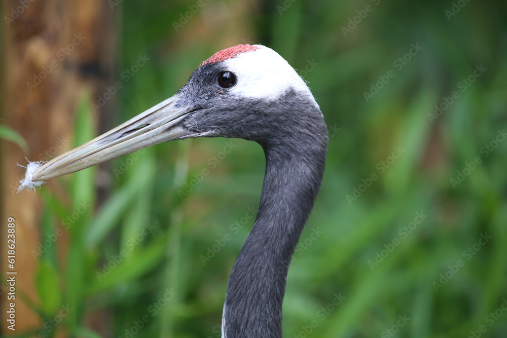 Fototapeta premium Japanes Redcrowned Crane close up