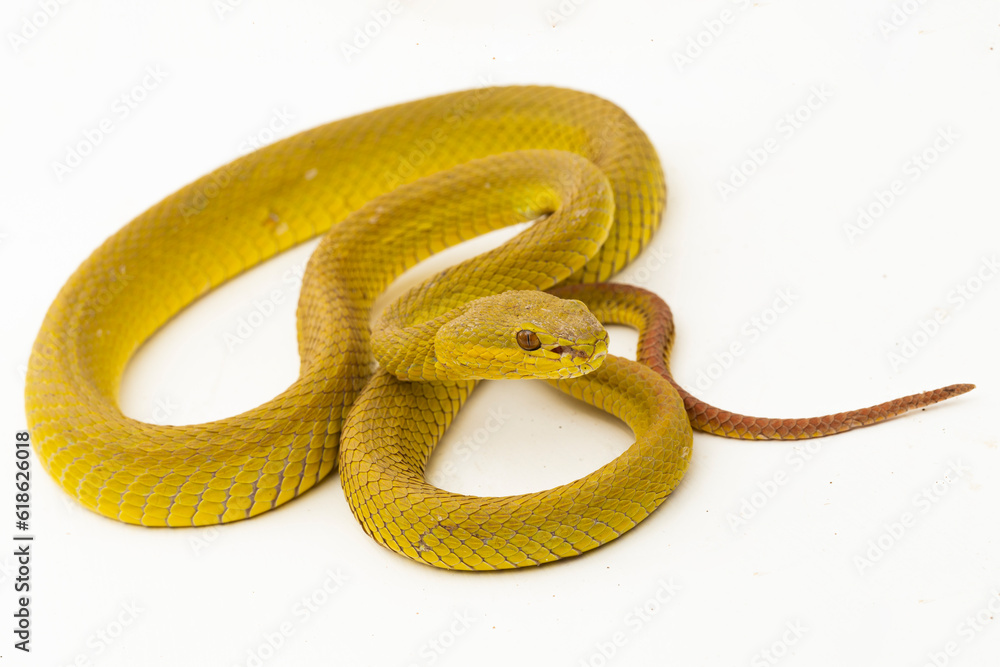 Obraz premium Yellow Sunda Island white lipped pitviper snake Trimeresurus insularis wetar isolated on white background