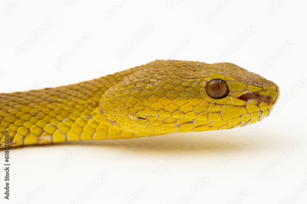 Obraz premium Yellow Sunda Island white lipped pitviper snake Trimeresurus insularis wetar isolated on white background 