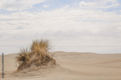 Single bush lost a a desert of sand in New Zealand